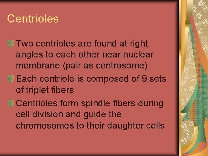 Centrioles Two centrioles are found at right angles to each other near nuclear membrane