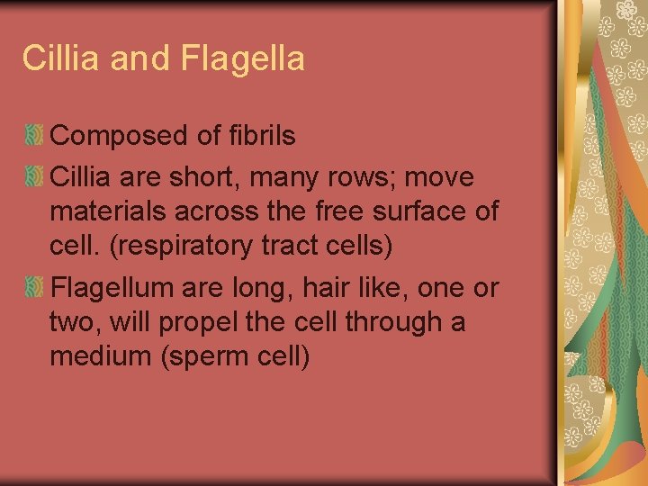 Cillia and Flagella Composed of fibrils Cillia are short, many rows; move materials across