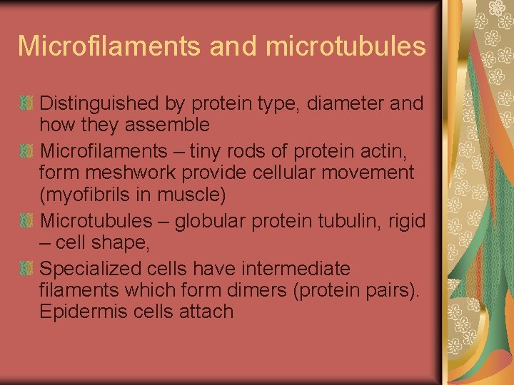 Microfilaments and microtubules Distinguished by protein type, diameter and how they assemble Microfilaments –