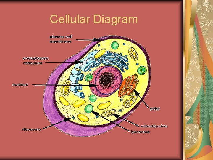 Cellular Diagram 