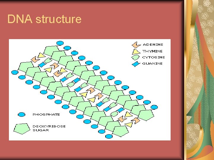 DNA structure 