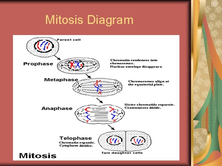 Mitosis Diagram 