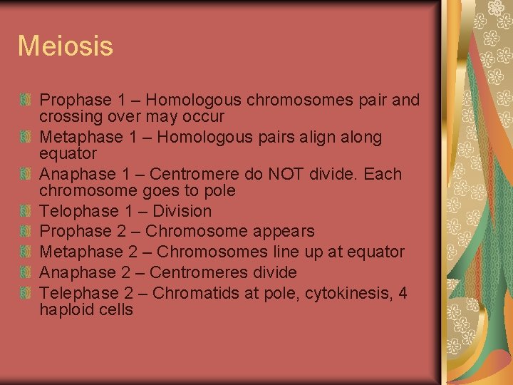 Meiosis Prophase 1 – Homologous chromosomes pair and crossing over may occur Metaphase 1