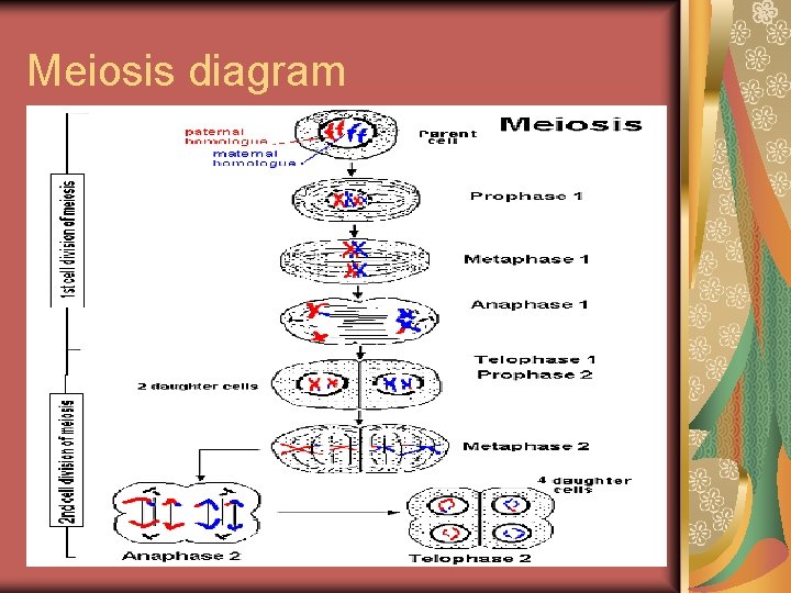 Meiosis diagram 