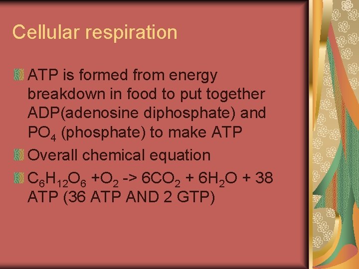Cellular respiration ATP is formed from energy breakdown in food to put together ADP(adenosine