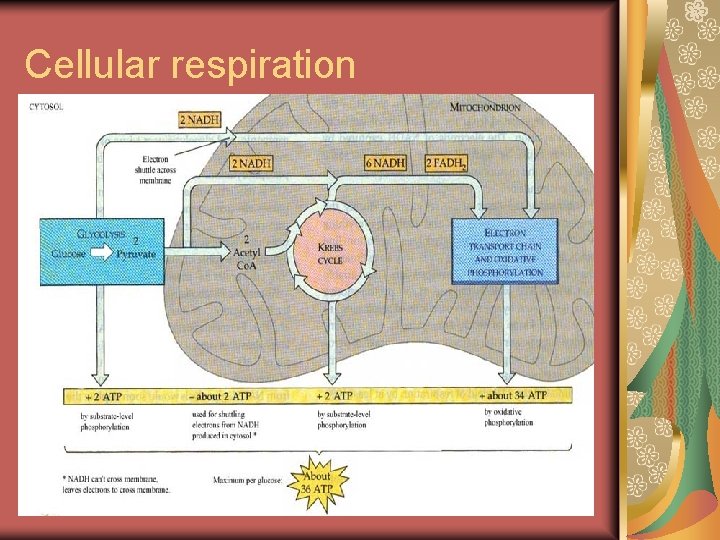 Cellular respiration 