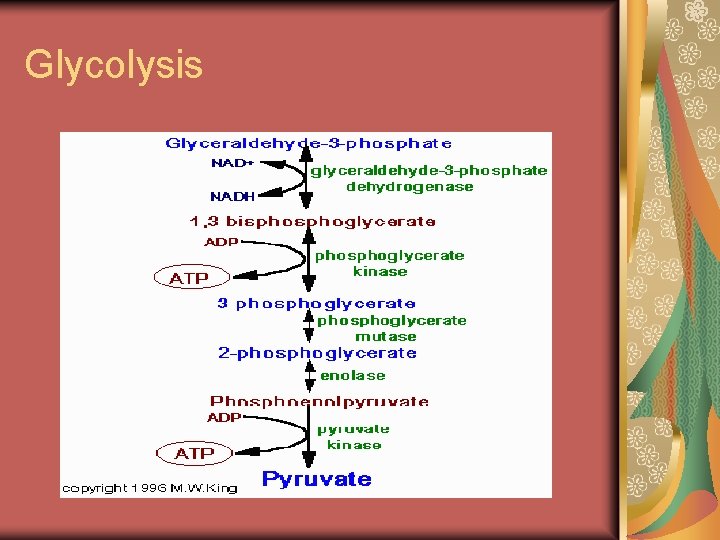 Glycolysis 