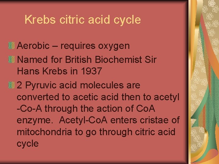 Krebs citric acid cycle Aerobic – requires oxygen Named for British Biochemist Sir Hans