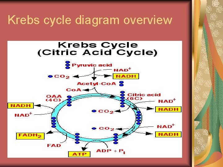 Krebs cycle diagram overview 