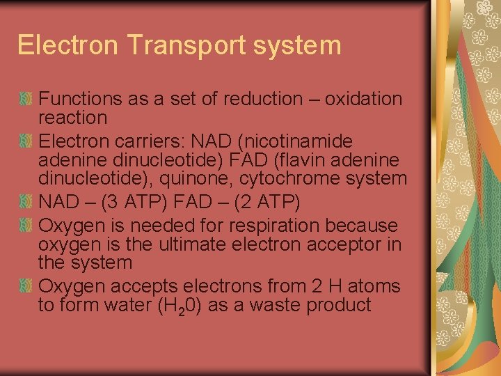 Electron Transport system Functions as a set of reduction – oxidation reaction Electron carriers: