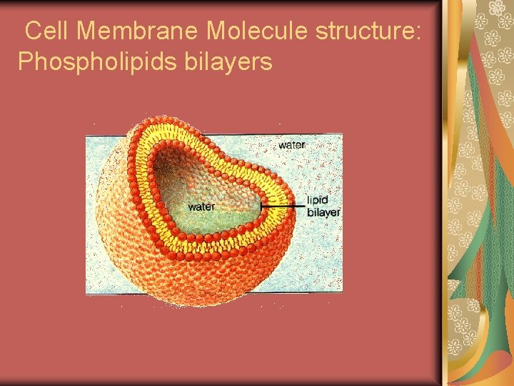 Cell Membrane Molecule structure: Phospholipids bilayers 