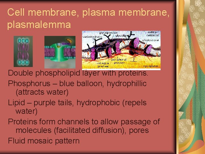 Cell membrane, plasmalemma Double phospholipid layer with proteins. Phosphorus – blue balloon, hydrophillic (attracts
