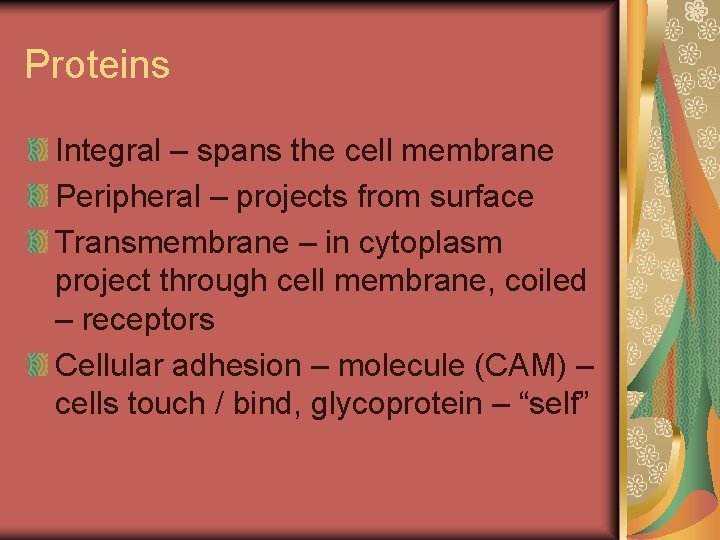 Proteins Integral – spans the cell membrane Peripheral – projects from surface Transmembrane –