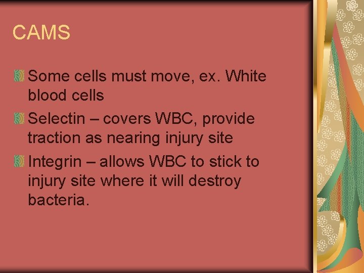 CAMS Some cells must move, ex. White blood cells Selectin – covers WBC, provide