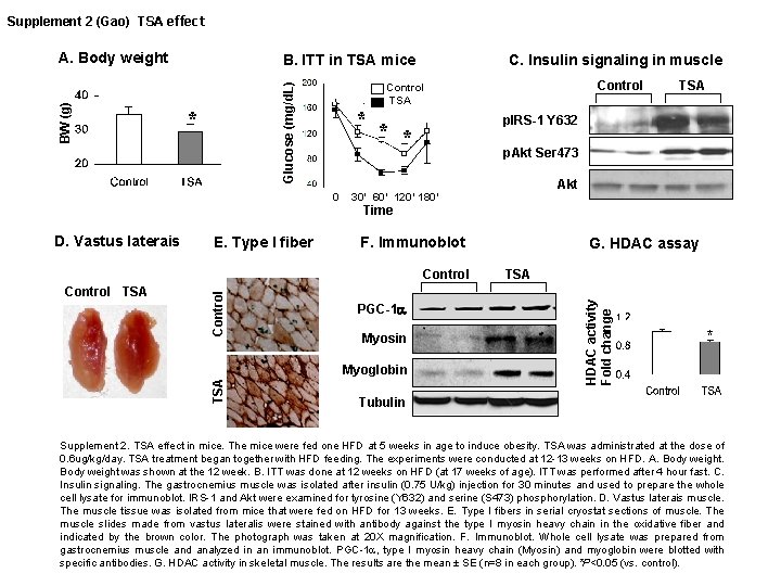 Supplement 2 (Gao) TSA effect B. ITT in TSA mice Glucose (mg/d. L) BW