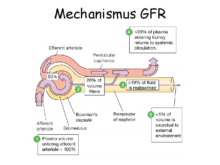 Mechanismus GFR 