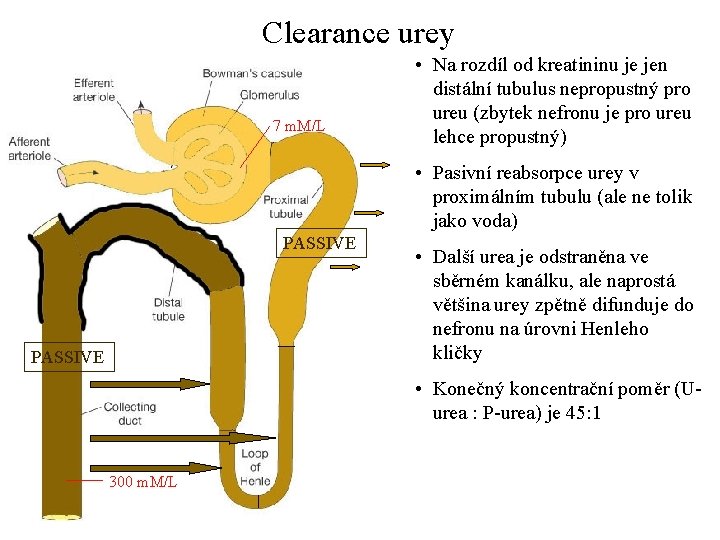 Clearance urey 7 m. M/L • Na rozdíl od kreatininu je jen distální tubulus