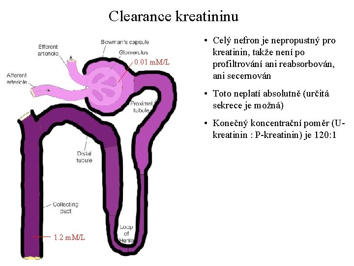 Clearance kreatininu 0. 01 m. M/L • Celý nefron je nepropustný pro kreatinin, takže