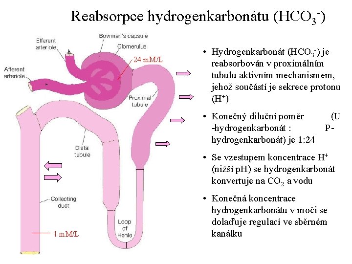 Reabsorpce hydrogenkarbonátu (HCO 3 -) 24 m. M/L • Hydrogenkarbonát (HCO 3 -) je