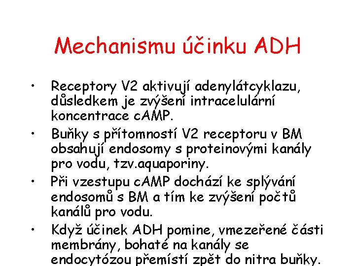 Mechanismu účinku ADH • • Receptory V 2 aktivují adenylátcyklazu, důsledkem je zvýšení intracelulární