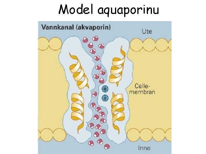 Model aquaporinu 