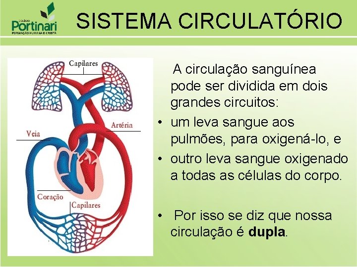 SISTEMA CIRCULATRIO SISTEMA CIRCULATRIO Sangue constituintes e respectivas