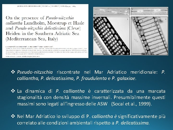 v Pseudo-nitzschia riscontrate nel Mar Adriatico meridionale: P. calliantha, P. delicatissima, P. fraudulenta e