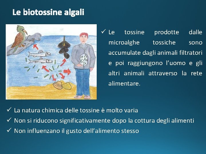 ü Le tossine prodotte dalle microalghe tossiche sono accumulate dagli animali filtratori e poi