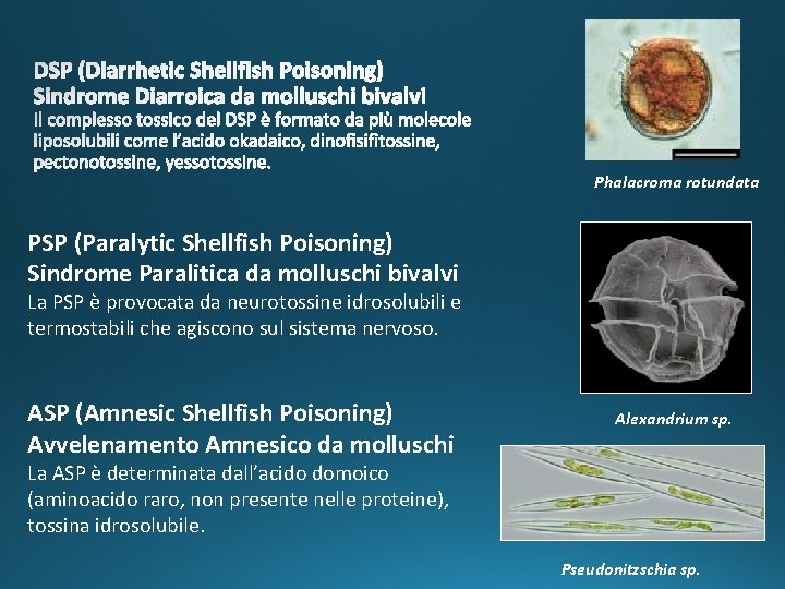 Phalacroma rotundata PSP (Paralytic Shellfish Poisoning) Sindrome Paralitica da molluschi bivalvi La PSP è