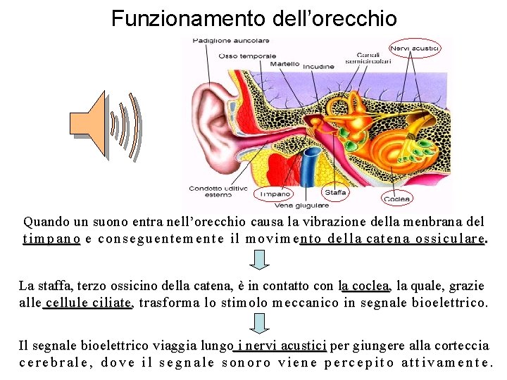 Funzionamento dell’orecchio Quando un suono entra nell’orecchio causa la vibrazione della menbrana del t