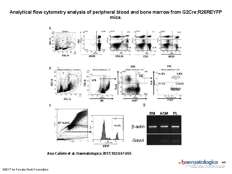 Analytical flow cytometry analysis of peripheral blood and bone marrow from G 2 Cre;