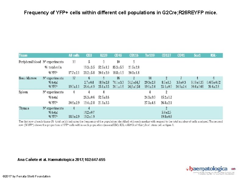 Frequency of YFP+ cells within different cell populations in G 2 Cre; R 26