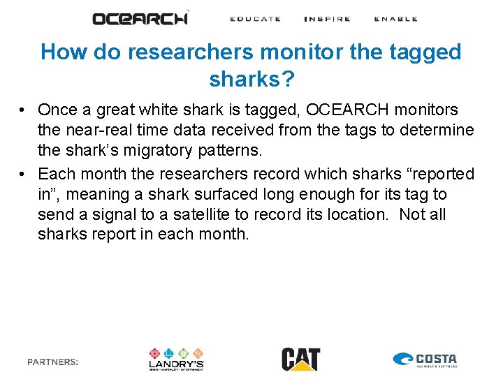 How do researchers monitor the tagged sharks? • Once a great white shark is