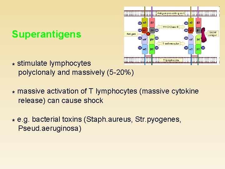 Superantigens * stimulate lymphocytes polyclonaly and massively (5 -20%) * massive activation of T