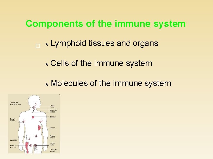 Components of the immune system * Lymphoid tissues and organs * Cells of the