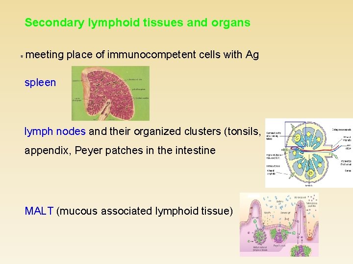 Secondary lymphoid tissues and organs * meeting place of immunocompetent cells with Ag spleen