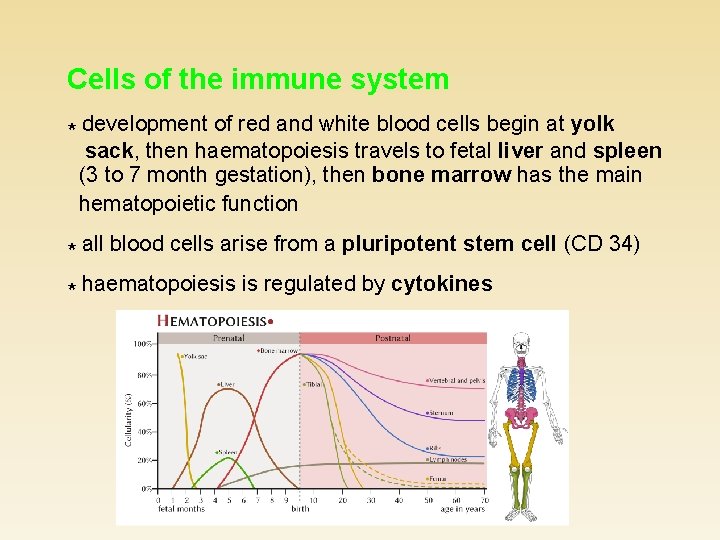 Cells of the immune system * development of red and white blood cells begin