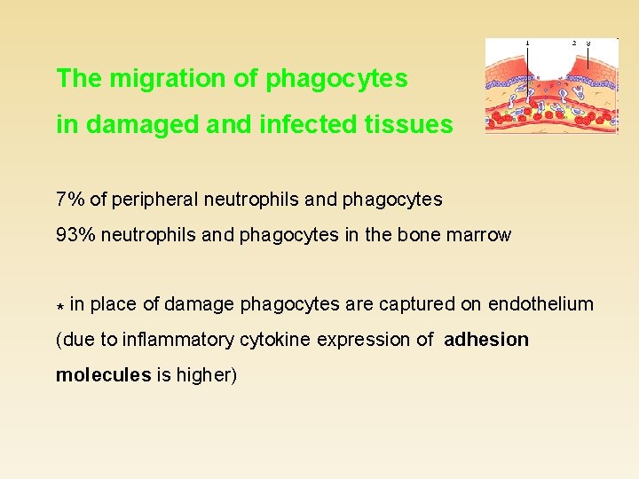 The migration of phagocytes in damaged and infected tissues 7% of peripheral neutrophils and