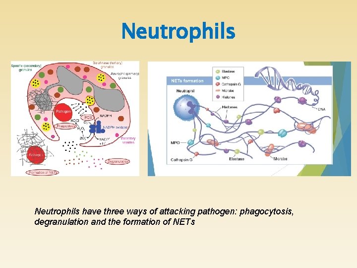 Neutrophils have three ways of attacking pathogen: phagocytosis, degranulation and the formation of NETs