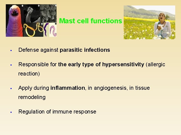 Mast cell functions § Defense against parasitic infections § Responsible for the early type