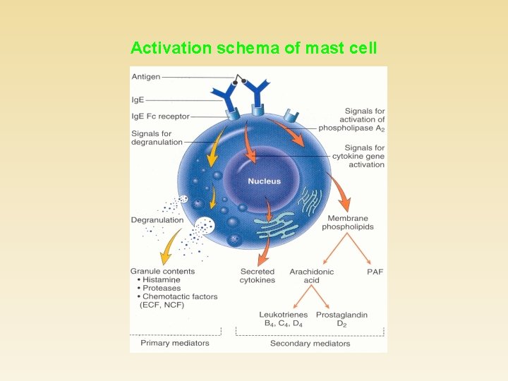 Activation schema of mast cell 