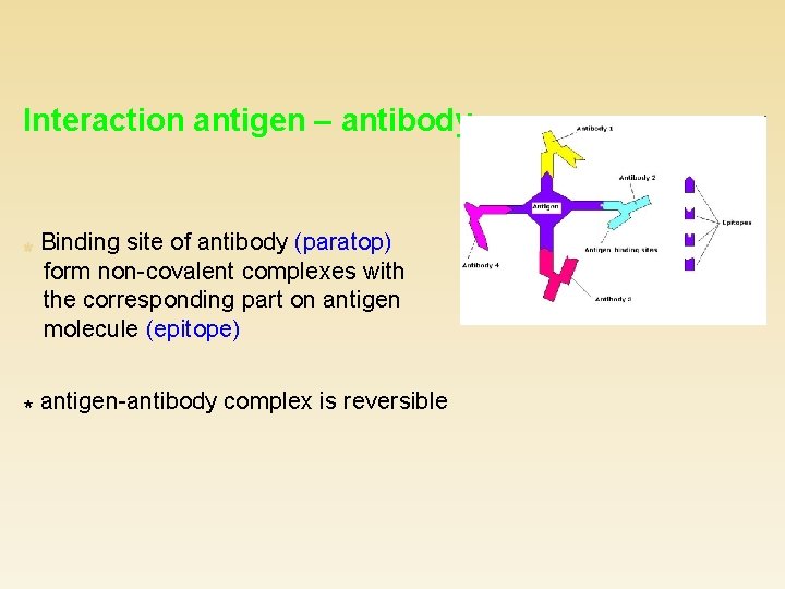 Interaction antigen – antibody Binding site of antibody (paratop) form non-covalent complexes with the