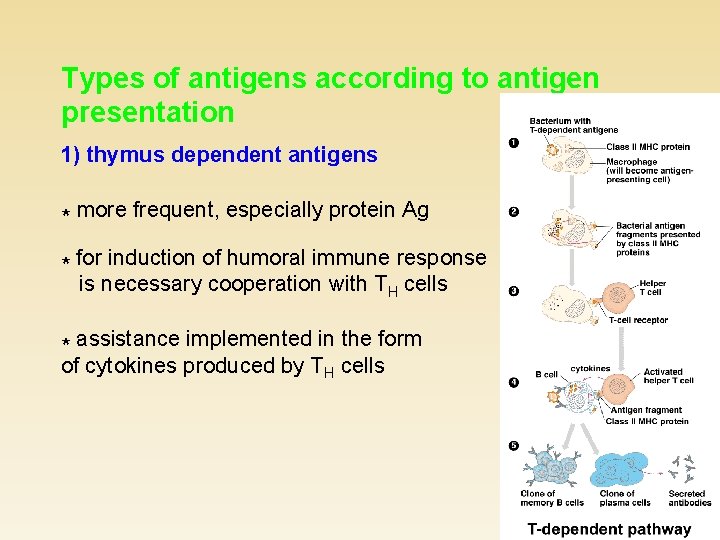 Types of antigens according to antigen presentation 1) thymus dependent antigens * more frequent,