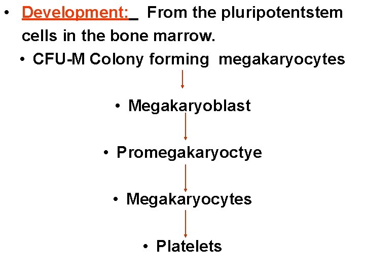  • Development: From the pluripotentstem cells in the bone marrow. • CFU-M Colony