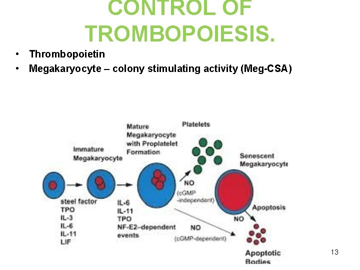 CONTROL OF TROMBOPOIESIS. • Thrombopoietin • Megakaryocyte – colony stimulating activity (Meg-CSA) 13 