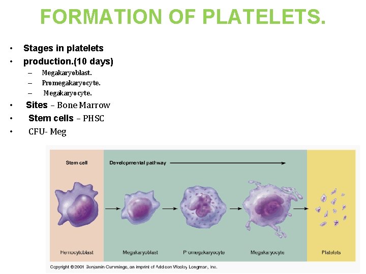 FORMATION OF PLATELETS. • • Stages in platelets production. (10 days) – – –