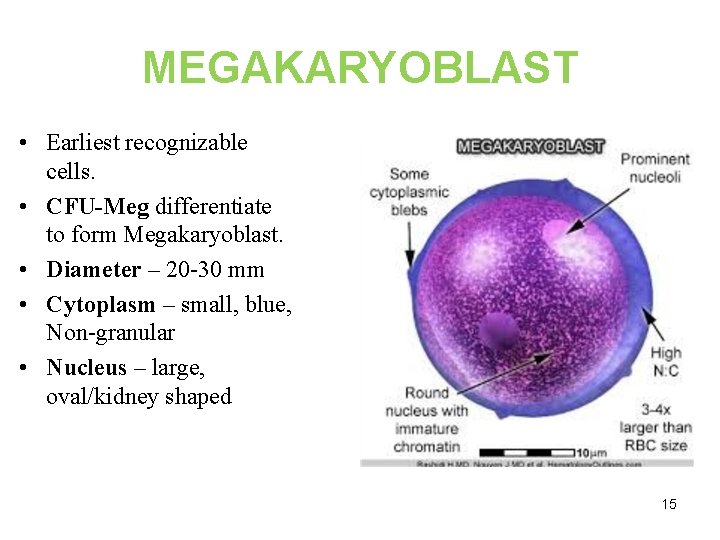 MEGAKARYOBLAST • Earliest recognizable cells. • CFU-Meg differentiate to form Megakaryoblast. • Diameter –