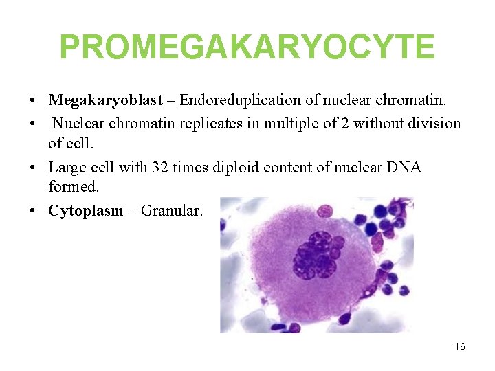 PROMEGAKARYOCYTE • Megakaryoblast – Endoreduplication of nuclear chromatin. • Nuclear chromatin replicates in multiple