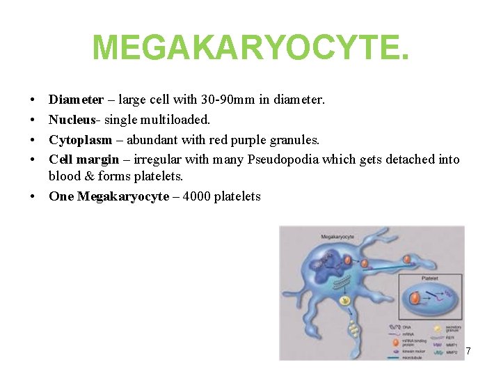 MEGAKARYOCYTE. • • Diameter – large cell with 30 -90 mm in diameter. Nucleus-