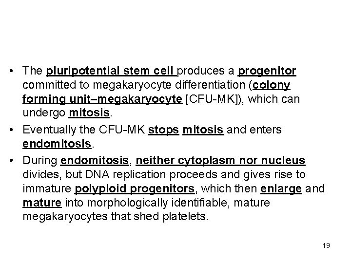  • The pluripotential stem cell produces a progenitor committed to megakaryocyte differentiation (colony